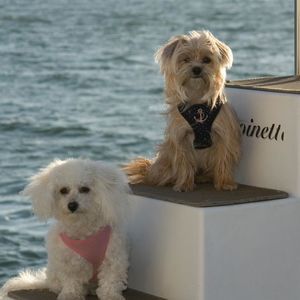 Meet your Posher, Trina